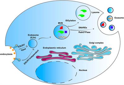 The Role of Exosomal Non-Coding RNAs in Coronary Artery Disease